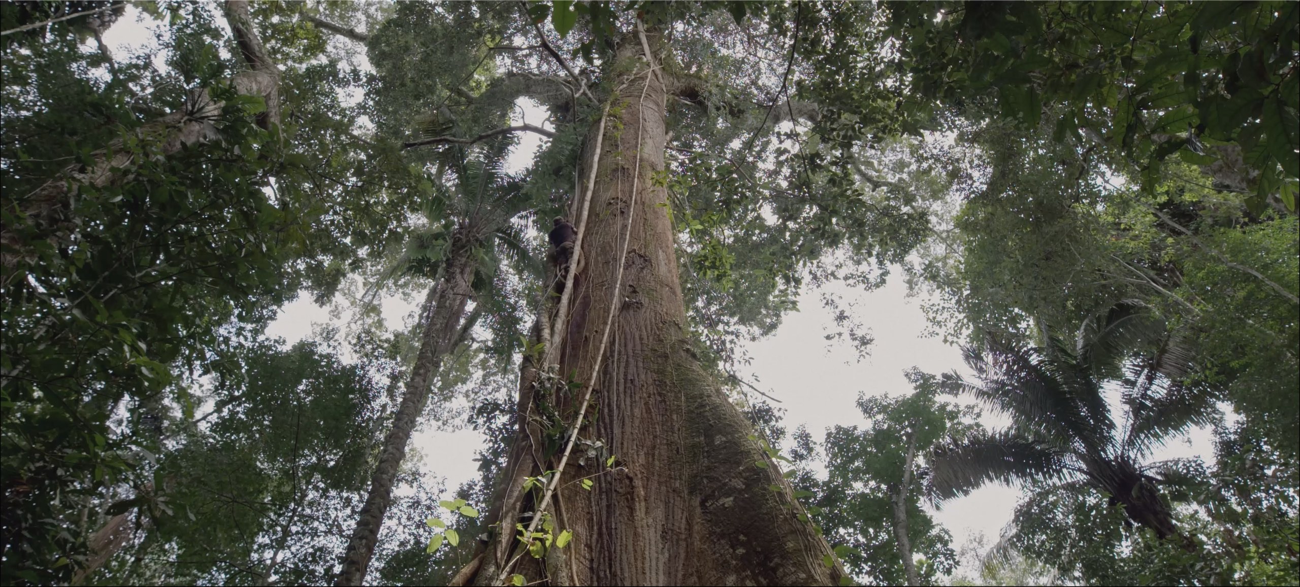 This image shows Paul Rosolie climbing a giant tree in the jungle .jpg